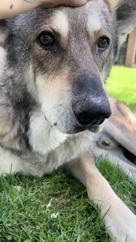 A close-up shot shows a dog lying on grass. A hand gently pets the dog's head. The dog's eyes are open and looking forward. The background is blurred green foliage and a building.