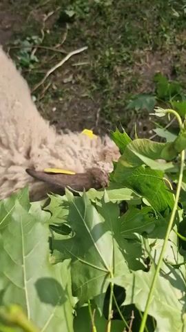 A close-up video shows a sheep with light brown wool and a darker brown face eating green leaves. The sheep has a yellow tag in its left ear with the number 450 visible. The sheep is outdoors, with dirt and grass visible in the background. The video is shaky, suggesting it was filmed by hand.