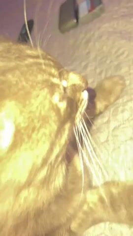 This is a close-up video of a tabby cat's face. The cat's fur is a mix of brown and gray stripes. The cat's eyes are closed, and its mouth is slightly open, appearing to be in a yawn or a contented sigh. Long white whiskers extend from the cat's nose and upper lip. A person's hand, with pink skin and visible fingerprints, enters the frame and gently strokes the cat's cheek and head. The background is blurred but appears to be a soft, textured surface, possibly a blanket or bedding, with some indistinct objects in the distance. The lighting suggests a dimly lit environment, possibly indoors, with a purple hue in the upper left corner of the frame.
