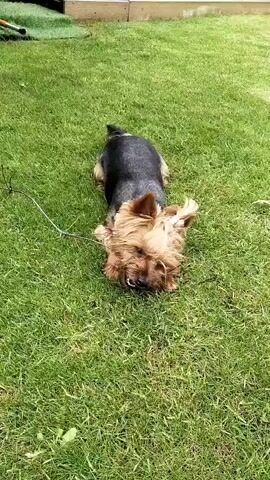 A Yorkshire Terrier dog is shown in a grassy yard. The dog is mostly black on its back with tan coloring on its face, legs, and tail. The dog appears to be sniffing or playing on the ground, its head lowered and its body slightly contorted. A thin, wire-like object is visible on the grass near the dog, and a yellow collar is around the dog's neck. The grass is green and appears to be well-maintained. The background shows a wooden fence and possibly some landscaping elements.