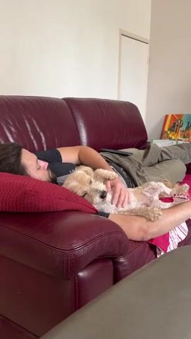 A man sleeps on a burgundy leather couch with a small, light-colored dog lying on his chest. The dog is sleeping with its head resting on the man's arm and its belly exposed. The man's head is resting on a red pillow, and his body is partially covered by a pink blanket. In the background, a wall is visible with a framed picture on it. A remote control is placed on the couch next to the man's head.