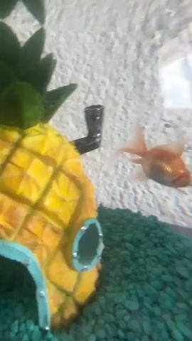 The media file captures a close-up view of a decorative pineapple ornament in a fish tank. The pineapple is bright yellow with a green leafy top and has two circular openings with blue trim. A black pipe-like structure extends from the side of the pineapple. The background is a textured, light-colored wall, and the bottom of the tank is filled with small, green pebbles.

In the blurry background to the right of the pineapple, a small orange fish can be seen swimming. Its form is indistinct due to the focus being on the foreground ornament and the water's refraction. The lighting suggests an indoor setting, likely during the daytime given the clarity of the image. There is no visible text in the media file. The scene is static, focusing on the ornamental element within the aquarium.