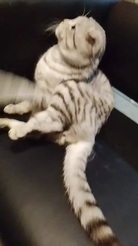 The video depicts a gray tabby cat sitting on a black leather chair. The cat is positioned in a somewhat awkward, upright posture, with its legs sprawled out and tail extending down the seat. The cat's head is tilted and it appears to be grooming or scratching itself near its neck. The background is out of focus, but there are hints of a room or interior setting. The lighting is moderate, highlighting the cat's markings and the texture of the chair.