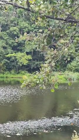 The video shows a tranquil lake surrounded by lush green trees. In the foreground, a tree branch hangs over the water, its leaves partially obscuring the view. The lake's surface is calm, reflecting the surrounding foliage. Small white objects are scattered across the water's surface, possibly petals or debris. The overall atmosphere is peaceful and serene, suggesting a natural, untouched environment.