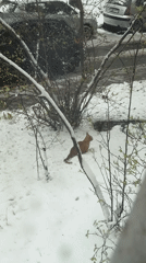 Fresh snowfall covers Moscow residential area, ginger cat spotted