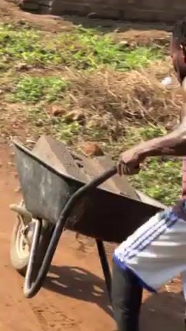 The video shows three men in a rural setting who appear to be constructing a building. One man is pushing a wheelbarrow filled with material along a dirt path. Another man is walking alongside the wheelbarrow. A third man is standing on a scaffolding, working on the brick structure. Stacks of bricks are visible near the scaffolding. The area is surrounded by lush greenery, including banana trees and other vegetation.  There is a building with a tin roof in the background.