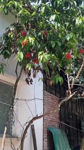 The video shows a tree with red flowers growing beside a white building with a window. The tree has some dead leaves as well as the green ones. Behind the tree is a brick wall and a dark wooden structure. A green tarp leans against the wall. A few power lines run along the white building.