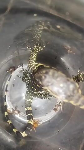 A close-up, top-down view captures a monitor lizard being fed prey inside a clear, cylindrical container. The lizard's head is dark and scaly, gripping a piece of its meal which is also dark and scaly. Its body is adorned with a distinct pattern of yellow spots against a dark background. The lizard's tail, featuring alternating black and yellow bands, is curled, with its claws visible. In the background, several small, dark ants can be seen crawling on the container's surface.
