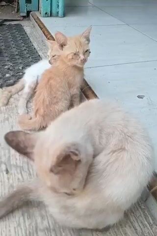 The video shows three kittens. One is a light orange tabby kitten, sitting and looking towards the camera with its eyes partially closed. Another kitten, predominantly white with some orange markings, is behind the orange tabby. A third kitten, a dilute cream or light beige color, is in the foreground, facing the camera. This kitten is grooming itself, licking its front paw. The kittens appear to be on a textured concrete surface, possibly a sidewalk or patio, with a dark mat to the left and a bamboo pole behind them. The background is blurred but suggests an outdoor setting with some greenery and a building structure. The lighting suggests daytime.