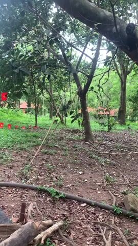 The video shows a view of a forested area. In the foreground, there is a dirt path with fallen leaves and branches. A large tree trunk is visible on the right side of the frame, and its branches extend into the upper portion of the video. In the background, there are more trees with dense green foliage. To the left of the frame, there are several small red objects arranged in a line on the grass, possibly markers or decorations. A few buildings with red roofs are visible through the trees in the distance. The overall environment appears to be natural and somewhat overgrown. There are no people or animals clearly visible in the frame.