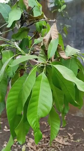 The video shows a close-up of a mango tree branch. The leaves are mostly a vibrant green, with some areas of browning and wilting, particularly towards the top of the branch. The branch is hanging downwards, and the leaves are clustered together. The background is blurred but appears to be an outdoor environment with a wall or fence and some dry leaves on the ground. The lighting suggests it is daytime.