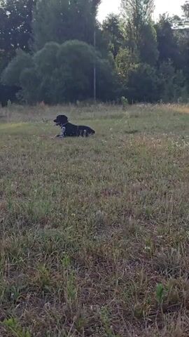A black and white dog lies on its side in a grassy field. It has a brown collar. The dog pants and its tongue is visible. It appears to be resting. The field is covered in dry grass and some small white flowers. In the background, there are trees and a blurry pole. The lighting suggests it is daytime, possibly late afternoon.