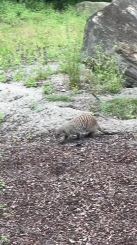 A banded mongoose with brown and black stripes walks across a dirt and gravel area with patches of green grass and foliage. The mongoose walks from left to right, then turns and moves toward a hole in the ground, disappearing into it.
