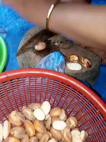 The video shows a person's hands preparing jackfruit seeds. A person is using a knife to cut jackfruit seeds on a wooden chopping board. There are several jackfruit seeds on the chopping board and some in a red basket in the foreground. To the left, there is a green bowl filled with sliced jackfruit seeds. The background is a blue surface. The person is wearing a gold bracelet on their left wrist.