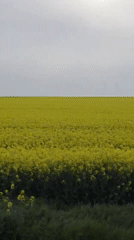 Yellow flower field blooms under cloudy skies in Bulgaria