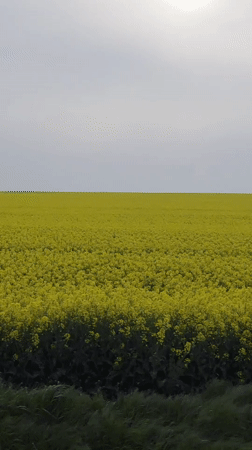 Yellow flower field blooms under cloudy skies in Bulgaria