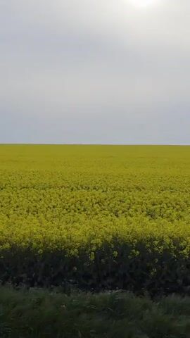The video shows a field of yellow flowers under a mostly cloudy sky. Some low, dark green vegetation lines the very bottom of the frame. The field of yellow flowers extends to the horizon. The video is slightly shaky as though taken from a moving vehicle.