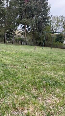 A small dog, light brown and white, runs towards the camera across a green lawn. The lawn is dotted with patches of brown grass. In the background, there's a metal trellis, a chain-link fence, and several trees. The sky is overcast.