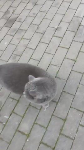 A person is filming a short video clip of a gray cat with yellow eyes. The cat looks into the camera before rubbing against it. The person then says "Pudia, Pudia, Pudia, Pudia, Pudia." The background is a gray brick walkway with spots of moss.