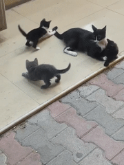 Mother cat and three kittens resting on tiled floor