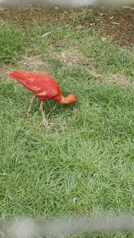 A bright red bird with long legs and a curved beak is foraging in the grass. The bird is facing to the right and its beak is in the grass. The grass is green and lush. The background is blurred and appears to be dirt and some foliage. The video is shaky and the footage is not clear.