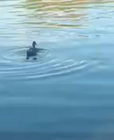 A bird swims in a body of water. The bird is small and dark in color. The water is blue and calm, with a few ripples. The background is out of focus and appears to be vegetation.