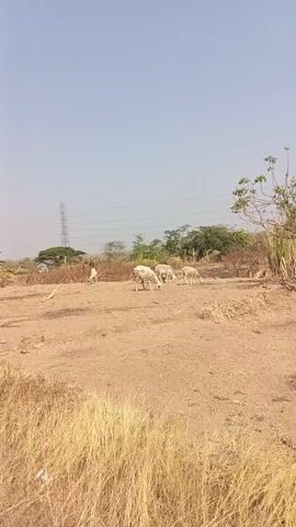 A group of sheep graze in a dry, open field under a clear sky. Tall dry grass is in the foreground. In the background, there are trees, a power line tower, and a person walking. The ground is mostly dirt with some patches of dry vegetation.