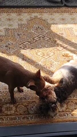 A chihuahua and a yorkshire terrier are playing on a rug. The chihuahua is on the left, standing and nudging the yorkshire terrier with its nose. The yorkshire terrier is on the right, lying on its back with its paws in the air. The rug has a brown and tan pattern. Sunlight is streaming in from the right, creating shadows on the rug.
