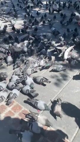 The video shows a large flock of pigeons gathered on a paved area. The pigeons are mostly gray and white, and they are pecking at the ground, presumably eating. Some pigeons are in flight, while others are walking or standing. The ground is made of stone pavers, and there is a brick border on the left side of the frame. In the background, there are trees and some people. The overall impression is one of a bustling urban environment with a large concentration of birds.