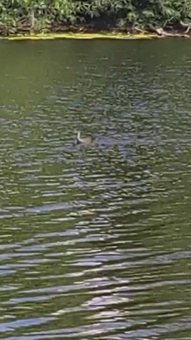 A bird swims on a body of water with trees in the background.