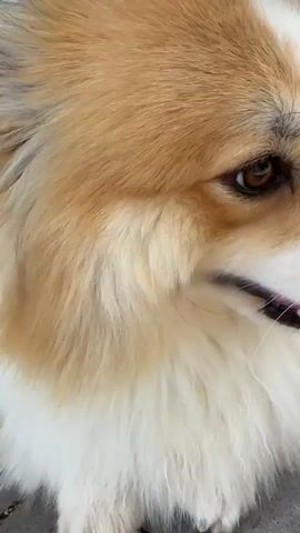 The video shows a close-up of a fluffy, long-haired corgi dog. The dog has golden-brown and white fur. Its head is turned slightly to the right, and its tongue is sticking out slightly. The dog is sitting on a paved surface, likely an outdoor patio, with some scattered leaves and pinecones visible. The background shows a stone-like wall of a building and a white decorative structure. The camera angles shift slightly, providing different perspectives of the dog's face and upper body.