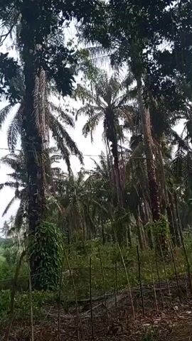 The video shows a view of palm trees from ground level looking upwards towards the sky. In the foreground, there are thin vertical branches and some leafy green plants. Behind these, several tall palm trees with their characteristic fronds dominate the scene. Some of the palm trees are covered in vines. In the background, there is a landscape that appears to be a rural area, with more trees and a dirt path visible in the distance. The sky is overcast. The camera appears to be handheld and is panning slightly.