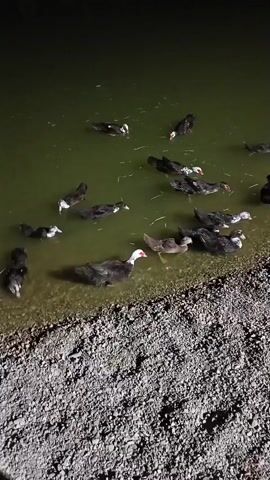 The video shows a flock of ducks swimming in a murky, greenish pond. The shore is lined with gravel. The lighting suggests it is nighttime or very early morning, with artificial lights illuminating the scene. The ducks are mostly black and white, with some appearing to be Muscovy ducks. They are actively swimming and interacting in the water. The overall impression is of a quiet, rural setting. There is no visible text.