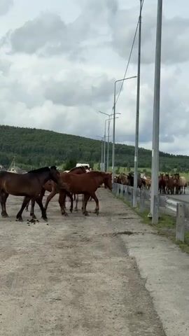 A group of horses are standing on a dirt road next to a paved path. The horses are of various colors including brown, reddish-brown, and gray. Some of the horses are eating from the ground. In the background, there is a line of streetlights and a forest covered hill under a cloudy sky.
