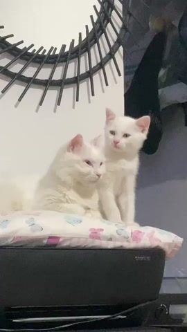 Two white cats, one larger and one smaller kitten, are positioned on a pillow with a butterfly pattern. The larger cat is lying down, facing left with its eyes mostly closed. The kitten is sitting upright, facing forward, looking slightly down with its eyes open. They are positioned in front of a white wall with a black, circular decorative mirror hanging above and to the left. To the right of the cats, a dark object hangs on the wall, possibly clothing. The overall environment appears to be indoors.