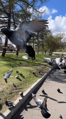 Morning pigeon feeding captured in Krasnoyarsk park