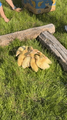Yellow ducklings spotted huddled in grass in Asenovo, Bulgaria