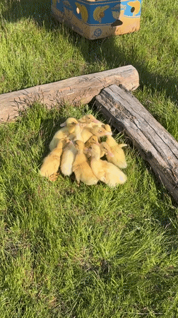 Yellow ducklings spotted huddled in grass in Asenovo, Bulgaria
