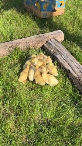 In a short, eye-level shot, a bunch of yellow ducklings huddle together in the grass. The ducklings are centered in the frame, surrounded by green grass.  Behind the ducklings are two wooden logs and a cardboard box with bananas printed on it. A person’s feet are visible in the top left of the frame. The sunlight is shining down, making the scene bright.