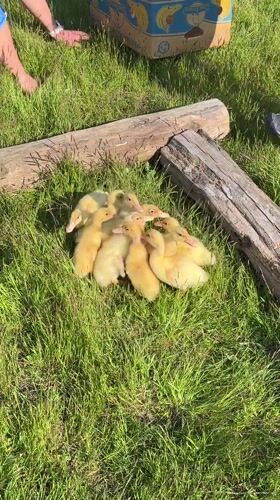 Yellow ducklings spotted huddled in grass in Asenovo, Bulgaria