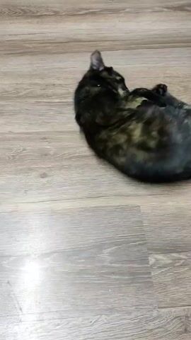 A tortoiseshell cat is lying on a wood-grain floor. The cat rolls on its back, then sits up and scratches its head with its hind leg.