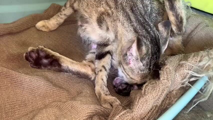 A mother cat is lying on her side on a brown blanket, tending to a newborn kitten. The mother cat's tabby fur is visible, along with her outstretched front paw and hind legs. The kitten, which is small and dark-colored, is nestled between the mother cat's legs. The mother cat is licking the kitten. A light blue object, possibly a part of the enclosure, is visible to the right of the frame. The environment appears to be an indoor setting.