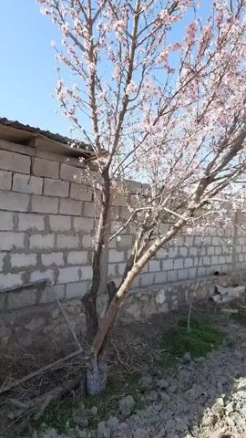 The video shows a blossoming tree against a clear blue sky. The tree is full of light pink flowers and has multiple bare branches. To the left of the tree is a low brick wall, and some sparse greenery grows at its base. Debris and a wire mesh screen lie on the ground near the tree. The camera remains still throughout the short video. There is no clear indication of human presence or activity, only the natural scene.