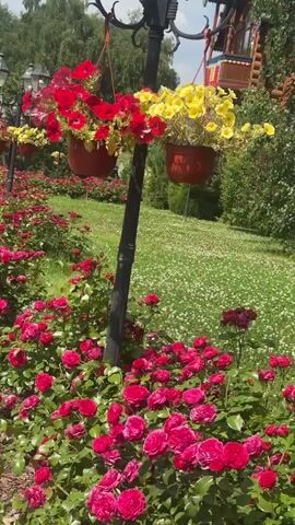 A video clip shows a row of red roses in the foreground. Behind the roses, a lamppost with three lights stands in the center of the frame. Red and yellow flowers in hanging baskets are attached to the lamppost. In the background, a grassy area with small white flowers stretches out. Trees and a wooden building are visible in the distance. The clip pans from left to right.