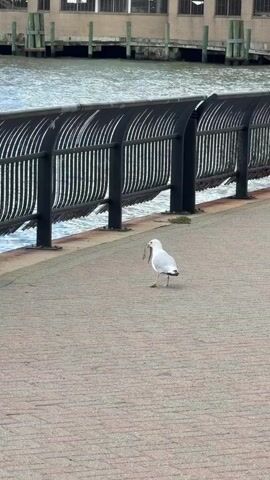A seagull stands on a brick walkway holding a worm in its beak. It is facing the camera and appears to be looking directly at it. The seagull is white with gray wings and black tail feathers. Its legs are yellow. Behind the seagull is a black metal fence with curved bars. Beyond the fence is a body of water. The walkway is made of red and gray bricks. There is a building in the background with windows. The sky is overcast and the water appears choppy.