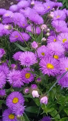 The video shows a close-up, static shot of a cluster of purple daisy-like flowers with yellow centers. The flowers are in full bloom and appear to be growing in a garden or natural setting. Some of the flowers are in sharp focus, while others are slightly blurred, creating a sense of depth. The background consists of green foliage and other blurred flowers. There are no people or animals visible in the video.