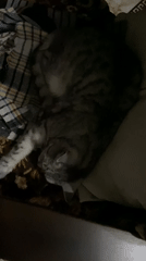 Grey tabby cat sleeping on patterned blankets in Askarovo