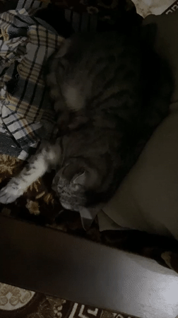Grey tabby cat sleeping on patterned blankets in Askarovo