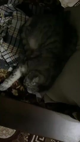 The video shows a grey tabby cat sleeping on a bed. The cat is curled up and appears to be in a deep sleep. The bed is covered with a plaid blanket and a floral patterned blanket. The lighting in the room is dim.