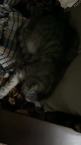 Grey tabby cat sleeping on patterned blankets in Askarovo